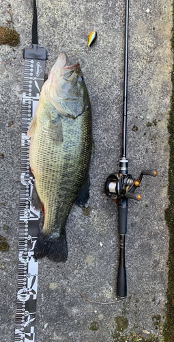 ブラックバスの釣果