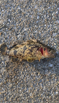 タケノコメバルの釣果