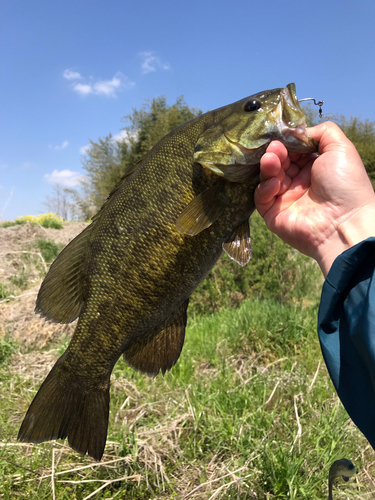 スモールマウスバスの釣果