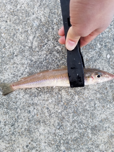 シロギスの釣果