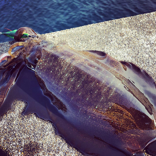 アオリイカの釣果