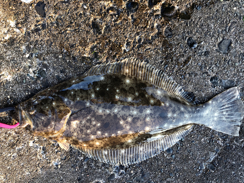 ヒラメの釣果