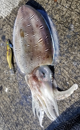 コウイカの釣果