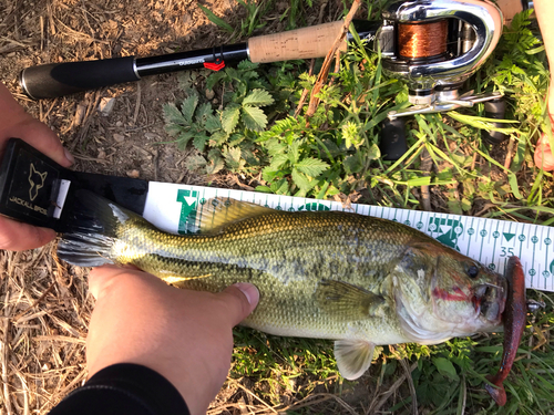 ブラックバスの釣果