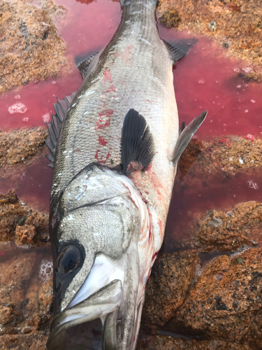 ヒラスズキの釣果