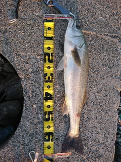 シーバスの釣果