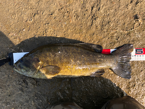 スモールマウスバスの釣果