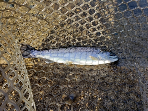 レインボートラウトの釣果