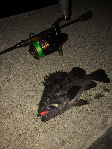 クロソイの釣果