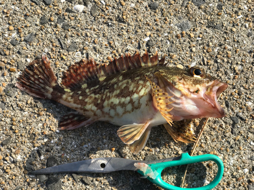 ガシラの釣果