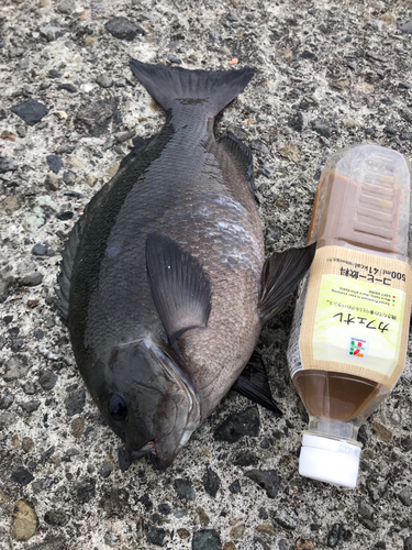 クチブトグレの釣果