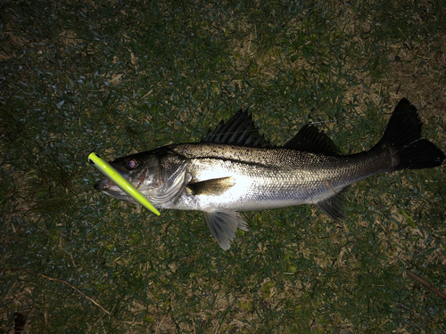 シーバスの釣果