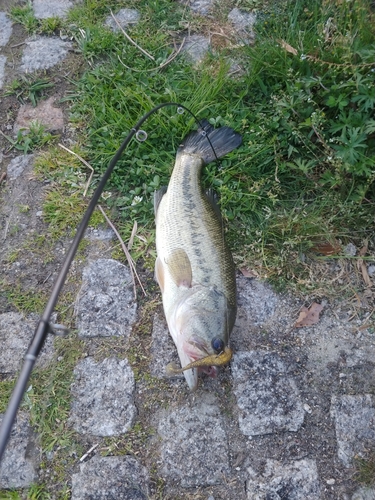 ブラックバスの釣果