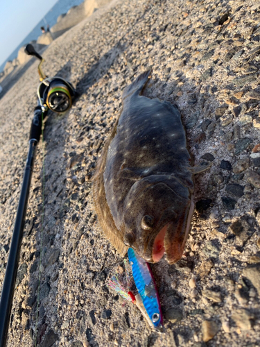 ヒラメの釣果