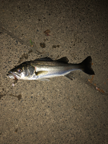 セイゴ（マルスズキ）の釣果