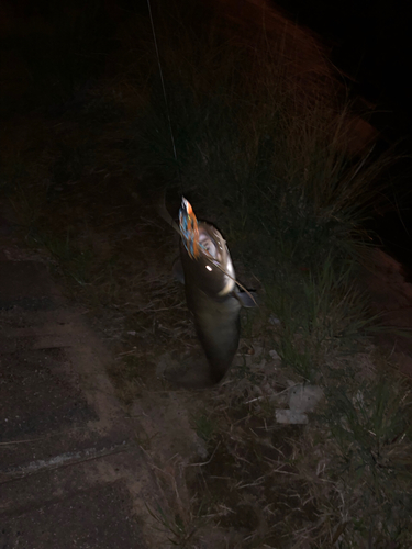 ニホンナマズの釣果