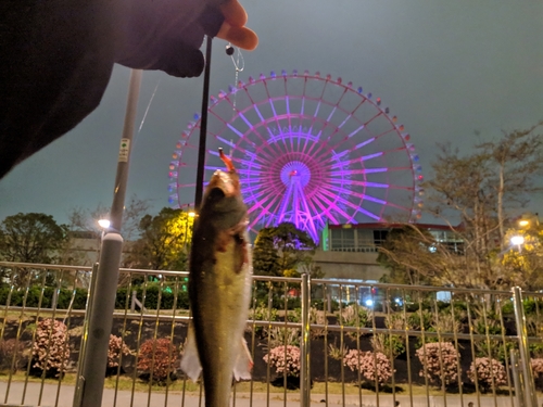 セイゴ（マルスズキ）の釣果