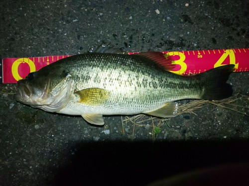 ブラックバスの釣果