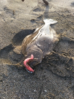 ヒラメの釣果