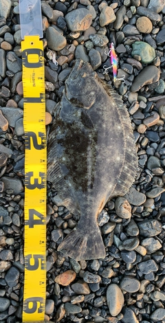 ヒラメの釣果