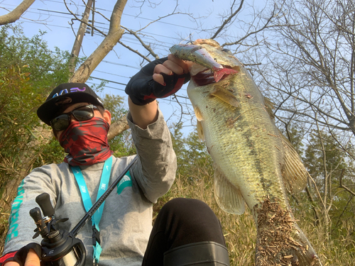 ブラックバスの釣果