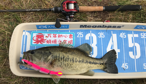 ブラックバスの釣果