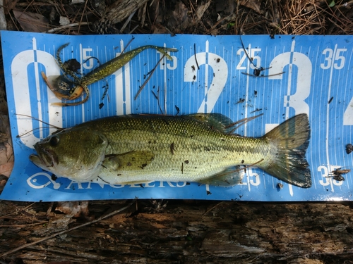 ブラックバスの釣果