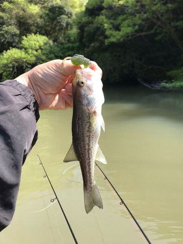 ラージマウスバスの釣果