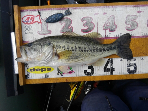 ブラックバスの釣果