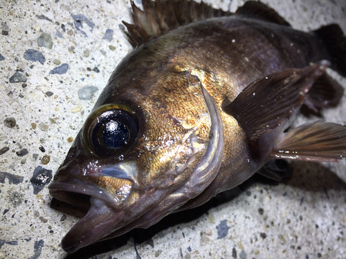 メバルの釣果