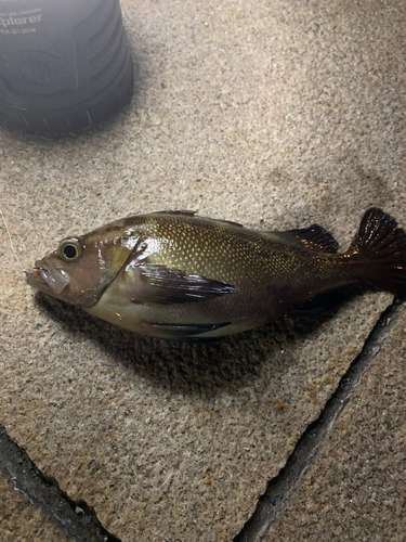 エゾメバルの釣果