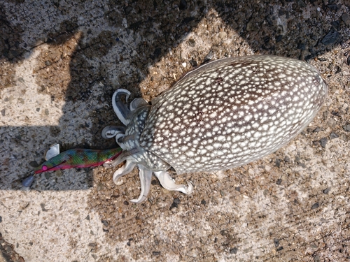 コウイカの釣果