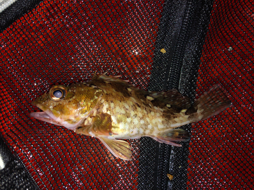 カサゴの釣果