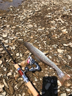 アメマスの釣果