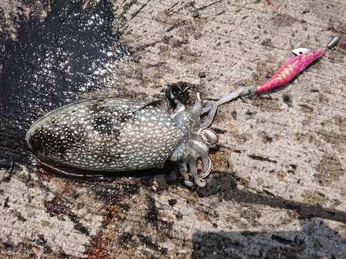 コウイカの釣果