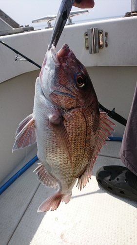 タイの釣果