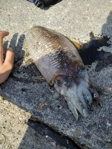 スミイカの釣果