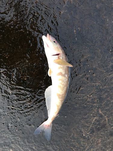 ホッケの釣果