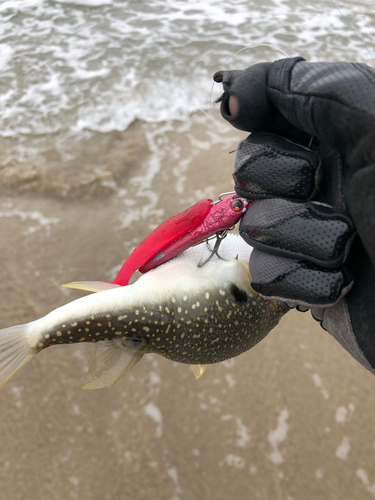 フグの釣果