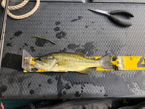 ラージマウスバスの釣果