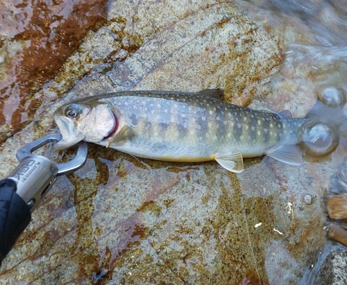 イワナの釣果