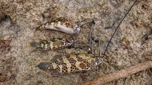 イシミーバイの釣果