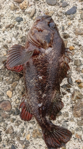 クロソイの釣果