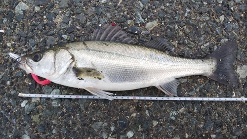 スズキの釣果