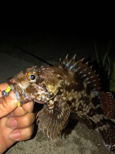 カサゴの釣果