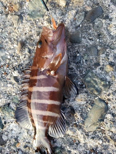 マハタの釣果