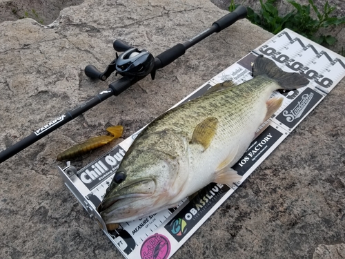 ブラックバスの釣果