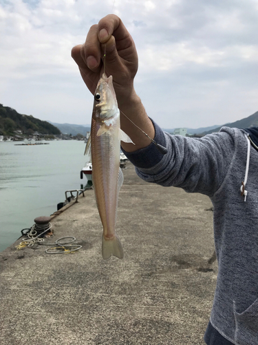 キスの釣果