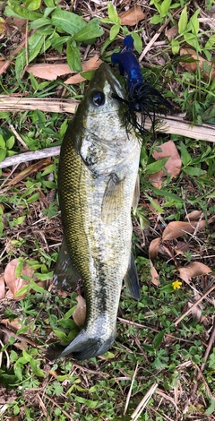 ブラックバスの釣果