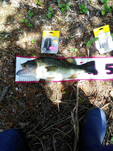 ブラックバスの釣果